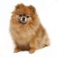 Pomeranian Puppies for sale in Alma, AR 72921, USA. price: $200