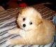 Pomeranian Puppies for sale in Stamford, CT, USA. price: NA
