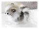 Pomeranian Puppies for sale in Baileyville, IL 61007, USA. price: NA