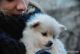 Pomeranian Puppies for sale in Algodones, NM 87001, USA. price: NA
