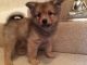 Pomeranian Puppies for sale in Booth, WV 26501, USA. price: NA