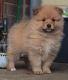 Pomeranian Puppies for sale in Gresham, OR, USA. price: NA