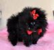 Pomeranian Puppies for sale in Moreno Valley, CA, USA. price: NA