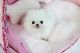Pomeranian Puppies for sale in Frisco, TX, USA. price: NA