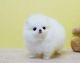 Pomeranian Puppies for sale in Evansville, IN, USA. price: NA