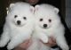 Pomeranian Puppies for sale in Doddridge, Sulphur Township, AR 71826, USA. price: NA