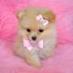 Pomeranian Puppies for sale in Syracuse, NY, USA. price: NA