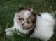 Pomeranian Puppies for sale in Union City, CA, USA. price: NA