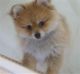 Pomeranian Puppies for sale in South San Francisco, CA, USA. price: $500