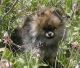 Pomeranian Puppies for sale in South San Francisco, CA, USA. price: $500