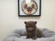 Pomeranian Puppies for sale in California, USA. price: NA
