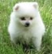 Pomeranian Puppies for sale in Arden, DE 19810, USA. price: NA