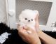 Pomeranian Puppies for sale in St Pete Beach, FL, USA. price: NA