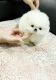 Pomeranian Puppies for sale in Knoxville, TN, USA. price: NA