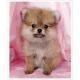 Pomeranian Puppies for sale in Berlin Township, OH, USA. price: NA