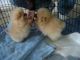 Pomeranian Puppies for sale in Westminster, CO, USA. price: NA