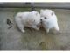 Pomeranian Puppies for sale in Greensboro, NC, USA. price: NA
