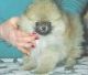 Pomeranian Puppies for sale in Allen, OK 74825, USA. price: NA
