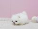 Pomeranian Puppies for sale in Paden City, WV, USA. price: NA
