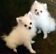 Pomeranian Puppies for sale in Temecula, CA, USA. price: $750
