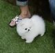 Pomeranian Puppies for sale in Zephyr, TX 76890, USA. price: NA