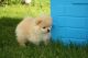 Pomeranian Puppies for sale in Overland Park, KS, USA. price: NA