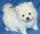 Pomeranian Puppies for sale in Bakersfield, VT, USA. price: NA