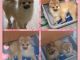 Pomeranian Puppies for sale in Adelaide River NT 0846, Australia. price: $300