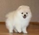 Pomeranian Puppies for sale in McAllen, TX, USA. price: $250