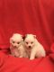 Pomeranian Puppies for sale in Mobile, AL, USA. price: NA