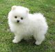 Pomeranian Puppies for sale in Amity, AR 71921, USA. price: $250