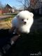Pomeranian Puppies for sale in Atkins, AR 72823, USA. price: NA