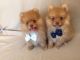 Pomeranian Puppies for sale in West Covina, CA, USA. price: NA