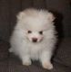 Pomeranian Puppies for sale in Burbank, CA, USA. price: NA