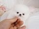 Pomeranian Puppies for sale in Athens, ME, USA. price: NA