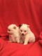 Pomeranian Puppies for sale in Tulsa, OK, USA. price: NA