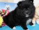 Pomeranian Puppies for sale in Daly City, CA, USA. price: $225