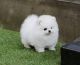 Pomeranian Puppies for sale in Providence, RI, USA. price: NA