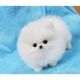 Pomeranian Puppies for sale in Yonkers, NY, USA. price: NA