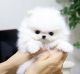 Pomeranian Puppies for sale in Akron, PA, USA. price: NA