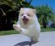 Pomeranian Puppies for sale in Arapahoe, WY, USA. price: NA