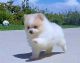 Pomeranian Puppies for sale in McKinney, TX, USA. price: NA