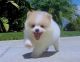 Pomeranian Puppies for sale in Port St Lucie, FL, USA. price: NA