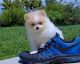 Pomeranian Puppies for sale in Athens, GA, USA. price: NA
