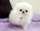Pomeranian Puppies for sale in Metairie, LA, USA. price: NA