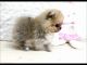 Pomeranian Puppies for sale in Bethany Beach, DE, USA. price: NA