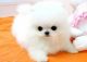 Pomeranian Puppies for sale in Coral Springs, FL, USA. price: NA