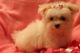 Pomeranian Puppies for sale in Fayetteville, NC, USA. price: NA