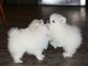 Pomeranian Puppies for sale in Newark, DE, USA. price: NA