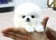 Pomeranian Puppies for sale in Beaumont, TX, USA. price: NA